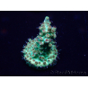 WYSIWYG Acropora Maricultura aclimatada LED
