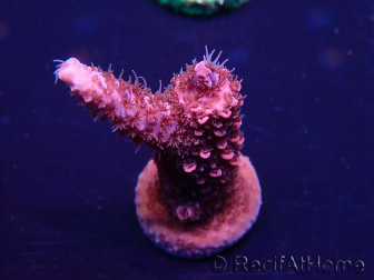 WYSIWYG Acropora Marikultur akklimatisiert LED