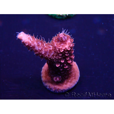 WYSIWYG Acropora Maricultuur geacclimatiseerd LED
