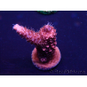 WYSIWYG Acropora Maricultuur geacclimatiseerd LED