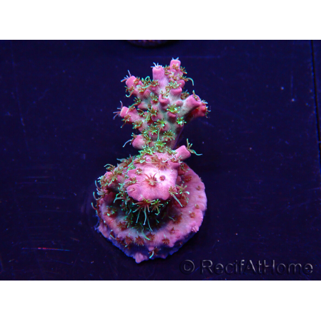 WYSIWYG Acropora Maricultuur geacclimatiseerd LED