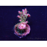 WYSIWYG Acropora Maricoltura acclimatata a LED