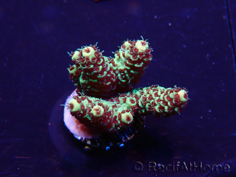 WYSIWYG Acropora Mariculture acclimated LED
