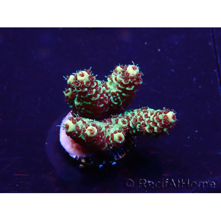 WYSIWYG Acropora 15Q4 Mariculture acclimaté led