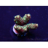 WYSIWYG Acropora 15Q4 Mariculture acclimaté led