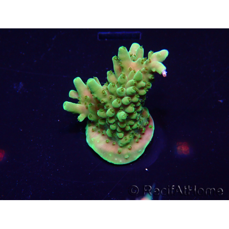 WYSIWYG Acropora Maricultuur geacclimatiseerd LED