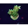 WYSIWYG Acropora Marikultur akklimatisiert LED