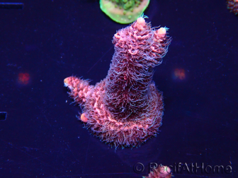 WYSIWYG Acropora Marikultur akklimatisiert LED