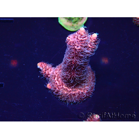 WYSIWYG Acropora Maricultuur geacclimatiseerd LED
