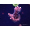 WYSIWYG Acropora Mariculture acclimated LED