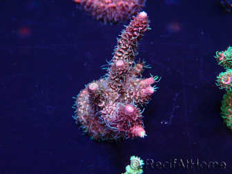 WYSIWYG Acropora Mariculture acclimated LED