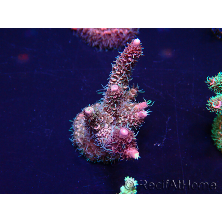 WYSIWYG Acropora Maricultura aclimatada LED