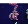 WYSIWYG Acropora Mariculture acclimated LED