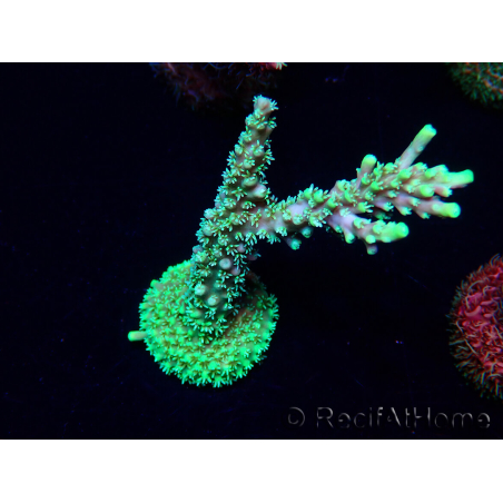 WYSIWYG Acropora Mariculture acclimated LED