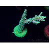 WYSIWYG Acropora Mariculture acclimated LED