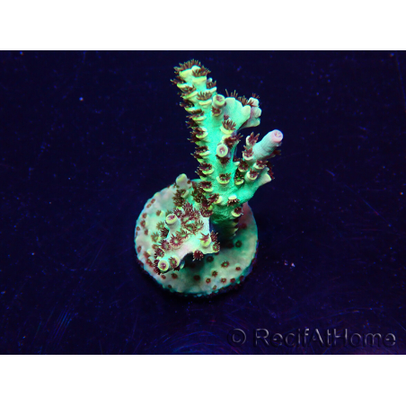 WYSIWYG Acropora Maricultura aclimatada LED