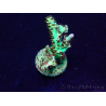 WYSIWYG Acropora Mariculture acclimated LED