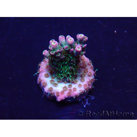 WYSIWYG Acropora Maricoltura acclimatata a LED