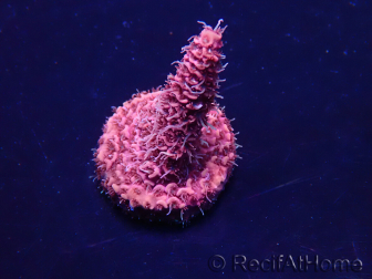 WYSIWYG Acropora Mariculture acclimated LED