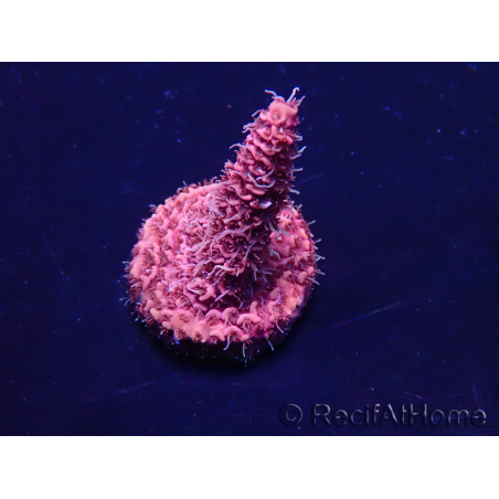 WYSIWYG Acropora Marikultur akklimatisiert LED