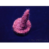 WYSIWYG Acropora Maricultura aclimatada LED