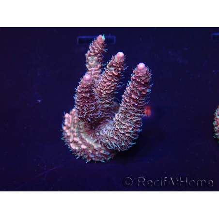 WYSIWYG Acropora Maricoltura acclimatata a LED