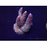 WYSIWYG Acropora Maricultura aclimatada LED
