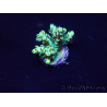 WYSIWYG Acropora Mariculture acclimated LED