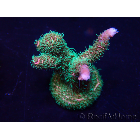 WYSIWYG Acropora Maricultuur geacclimatiseerd LED