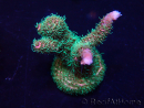 WYSIWYG Acropora Maricultuur geacclimatiseerd LED