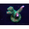 WYSIWYG Acropora Maricoltura acclimatata a LED