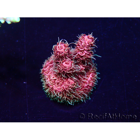 WYSIWYG Acropora Mariculture acclimated LED
