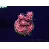 WYSIWYG Acropora Mariculture acclimated LED