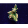 WYSIWYG Acropora Maricultura aclimatada LED