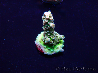 WYSIWYG Acropora Mariculture acclimated LED