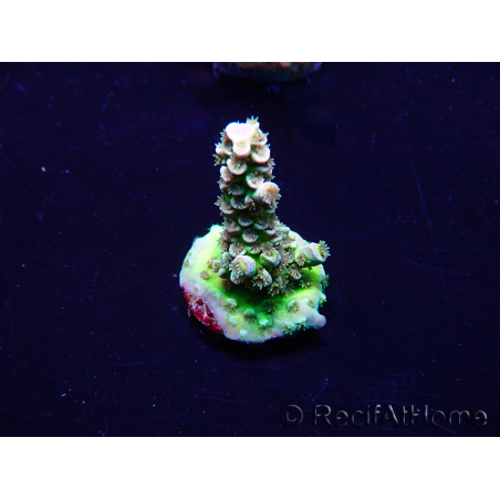 WYSIWYG Acropora Maricultuur geacclimatiseerd LED