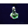 WYSIWYG Acropora Maricultura aclimatada LED