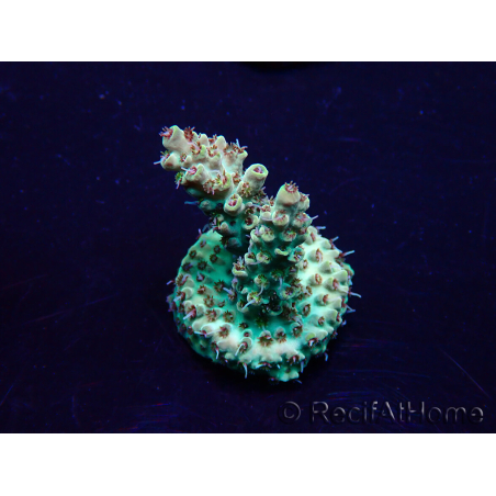 WYSIWYG Acropora Maricultuur geacclimatiseerd LED