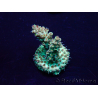 WYSIWYG Acropora Maricoltura acclimatata a LED