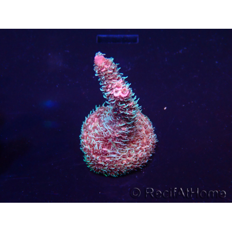 WYSIWYG Acropora Marikultur akklimatisiert LED