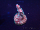 WYSIWYG Acropora Mariculture acclimated LED