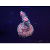 WYSIWYG Acropora Maricoltura acclimatata a LED