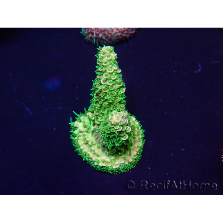 WYSIWYG Acropora Mariculture acclimated LED