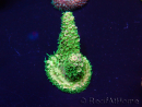 WYSIWYG Acropora Maricultuur geacclimatiseerd LED