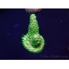 WYSIWYG Acropora Maricultura aclimatada LED