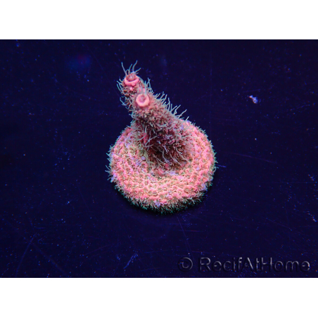WYSIWYG Acropora 15S7 Mariculture acclimaté led