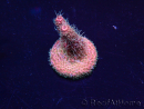 WYSIWYG Acropora Maricultuur geacclimatiseerd LED