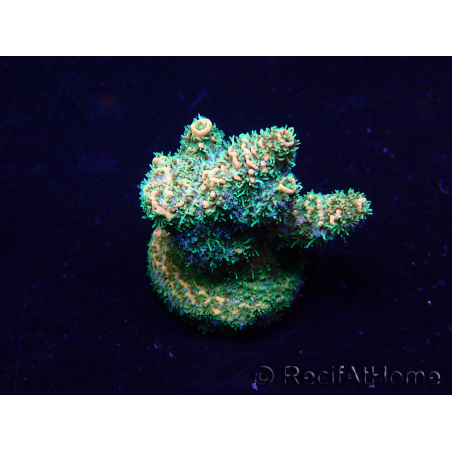 WYSIWYG Acropora Maricoltura acclimatata a LED