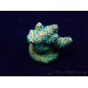 WYSIWYG Acropora 15S9 Mariculture acclimaté led