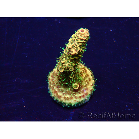 WYSIWYG Acropora Maricultuur geacclimatiseerd LED